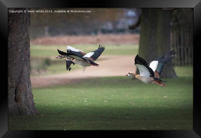 Flying through the park Framed Print by Kevin White