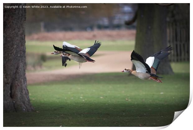Flying through the park Print by Kevin White