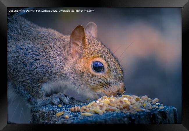 Cheeky Grey Squirrel's Birdseed Feast Framed Print by Derrick Fox Lomax