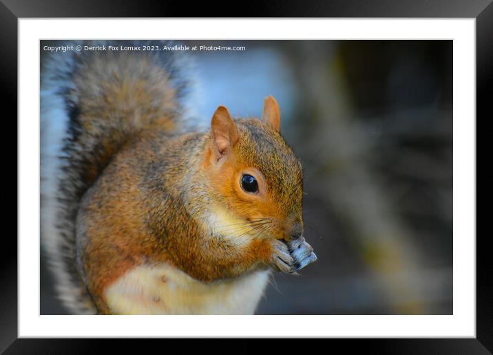 Grey squirrel eating Framed Mounted Print by Derrick Fox Lomax
