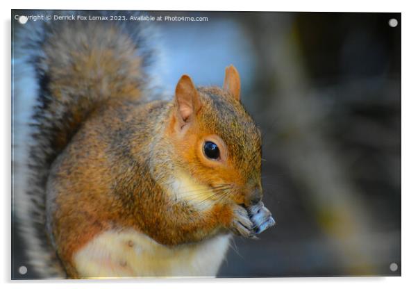 Grey squirrel eating Acrylic by Derrick Fox Lomax