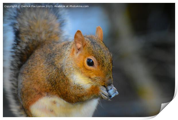 Grey squirrel eating Print by Derrick Fox Lomax