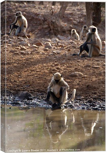 Langur Monkeys at Waterhole Ranthambore Canvas Print by Serena Bowles