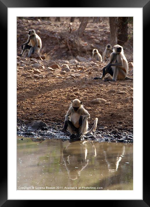 Langur Monkeys at Waterhole Ranthambore Framed Mounted Print by Serena Bowles