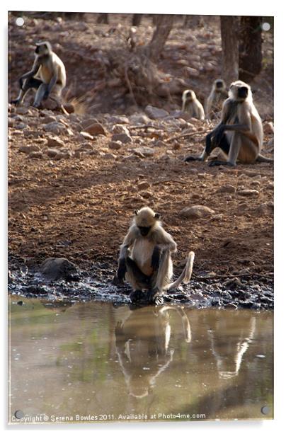 Langur Monkeys at Waterhole Ranthambore Acrylic by Serena Bowles