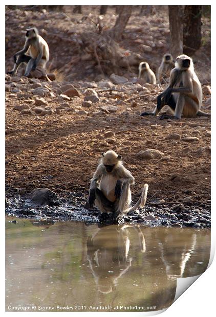 Langur Monkeys at Waterhole Ranthambore Print by Serena Bowles