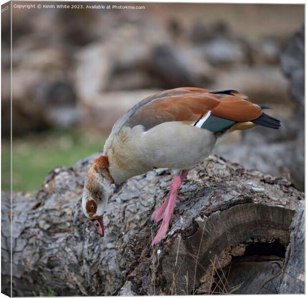 Egyptian goose foraging for food on old log Canvas Print by Kevin White