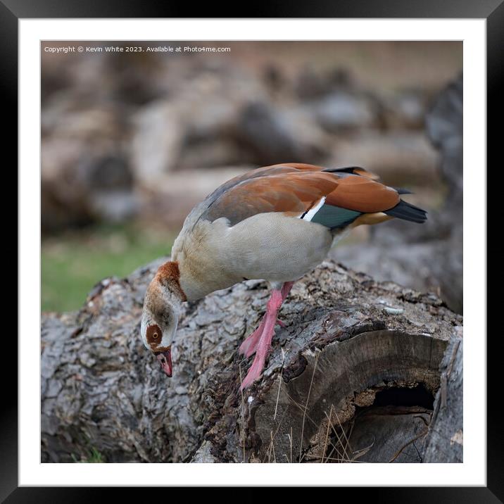 Egyptian goose foraging for food on old log Framed Mounted Print by Kevin White