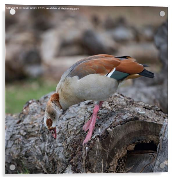 Egyptian goose foraging for food on old log Acrylic by Kevin White