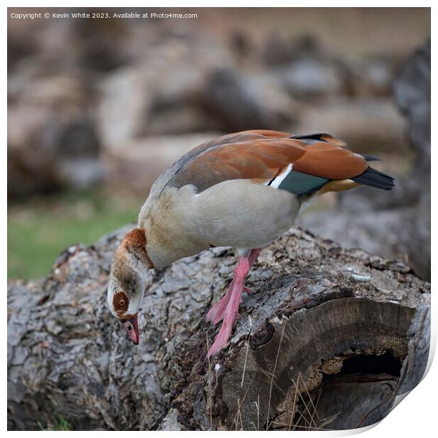 Egyptian goose foraging for food on old log Print by Kevin White