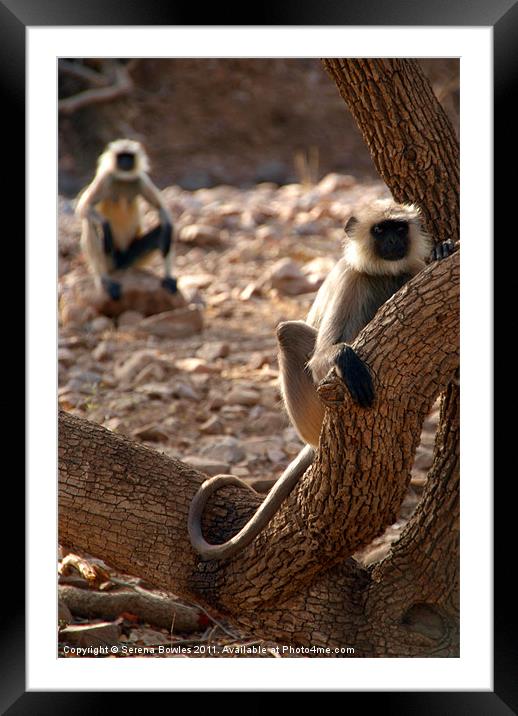 Langur Monkey in Tree Ranthambore, Rajasthan, Indi Framed Mounted Print by Serena Bowles