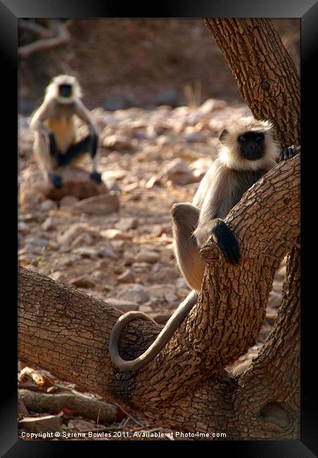 Langur Monkey in Tree Ranthambore, Rajasthan, Indi Framed Print by Serena Bowles
