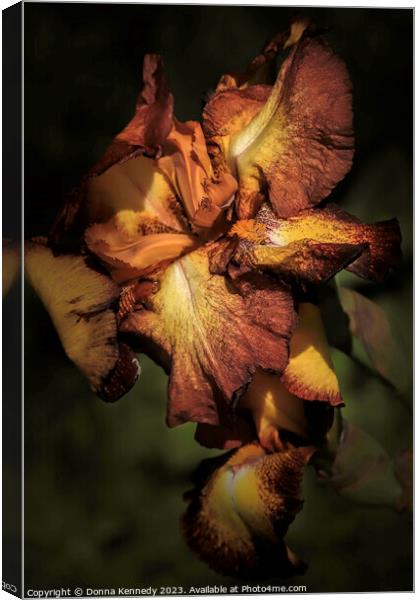 Chocolate and Caramel Iris Canvas Print by Donna Kennedy