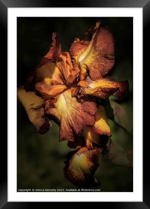 Chocolate and Caramel Iris Framed Mounted Print by Donna Kennedy