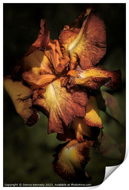 Chocolate and Caramel Iris Print by Donna Kennedy