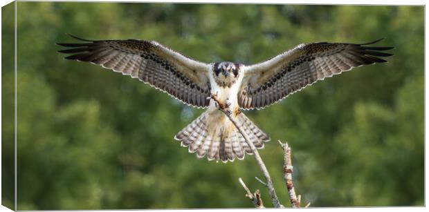 Female Osprey landing Canvas Print by Rory Trappe