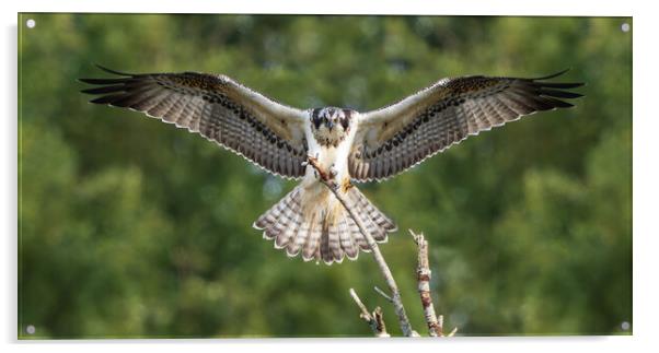Female Osprey landing Acrylic by Rory Trappe