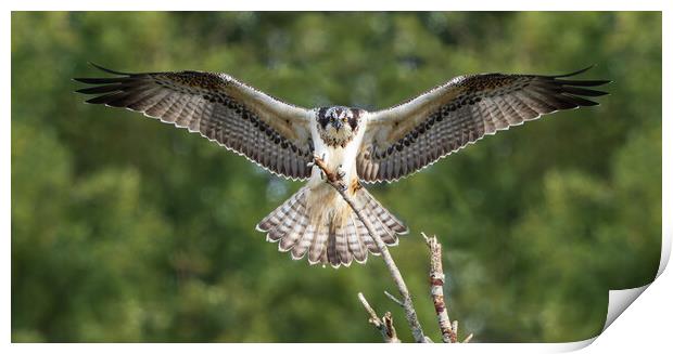 Female Osprey landing Print by Rory Trappe