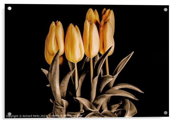 Radiant Beauty of Yellow Tulips Acrylic by Richard Perks