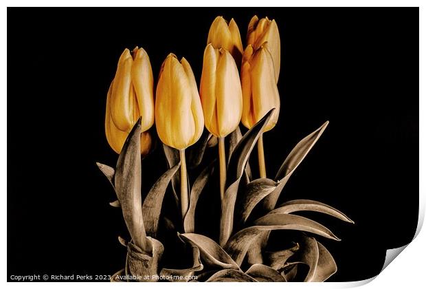 Radiant Beauty of Yellow Tulips Print by Richard Perks