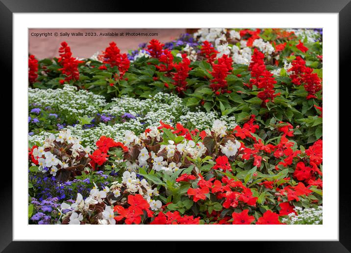 Patriotic planting salvias Framed Mounted Print by Sally Wallis