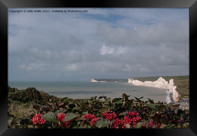 Seven Sisters, Sussex through a curtain of viburnum Framed Print by Sally Wallis