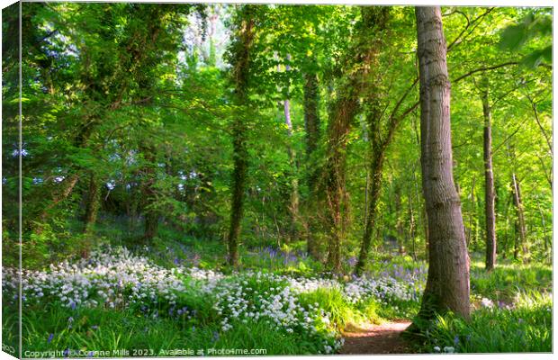 Wild garlic and bluebells in the wood Canvas Print by Corinne Mills