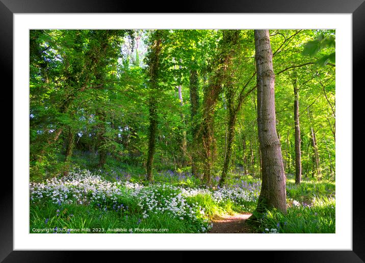 Wild garlic and bluebells in the wood Framed Mounted Print by Corinne Mills