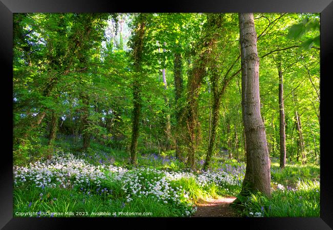 Wild garlic and bluebells in the wood Framed Print by Corinne Mills