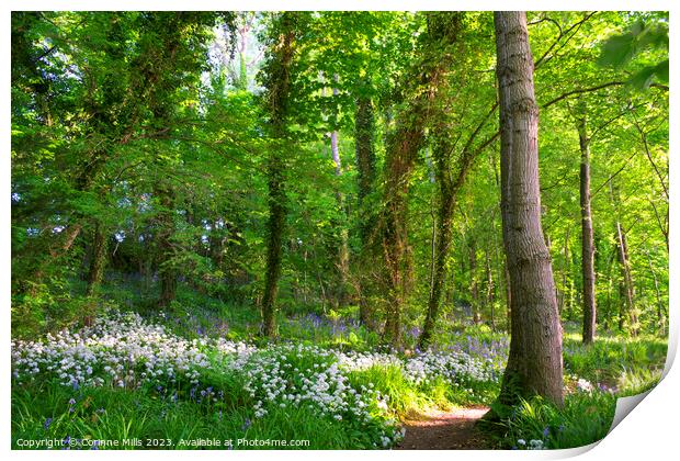 Wild garlic and bluebells in the wood Print by Corinne Mills