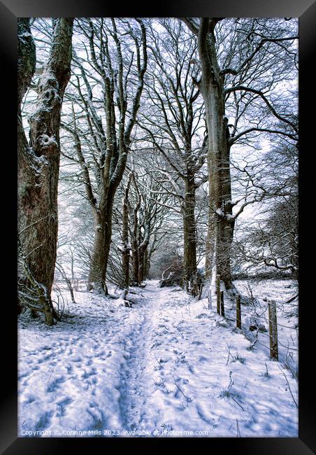 Snowy woodland path Framed Print by Corinne Mills