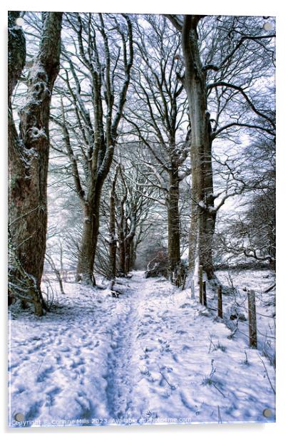 Snowy woodland path Acrylic by Corinne Mills