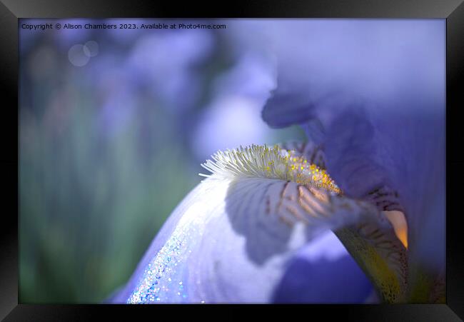 Iris Flower Framed Print by Alison Chambers