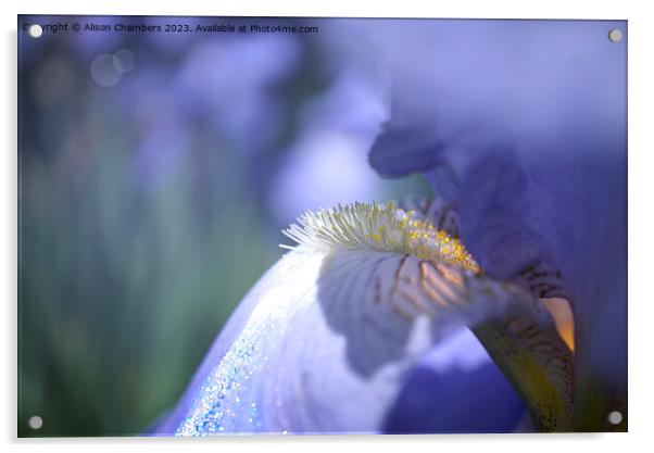 Iris Flower Acrylic by Alison Chambers