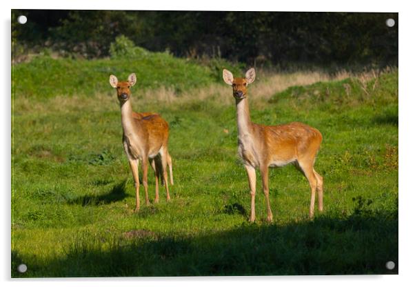 Barasingha Swamp Deers In Meadow Acrylic by Artur Bogacki