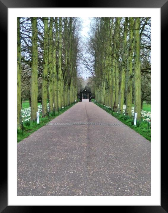 Avenue of Trees Framed Mounted Print by Simon Hill