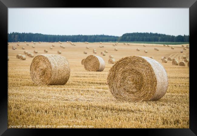 Hay bales on the field after harvest Framed Print by Lubos Chlubny