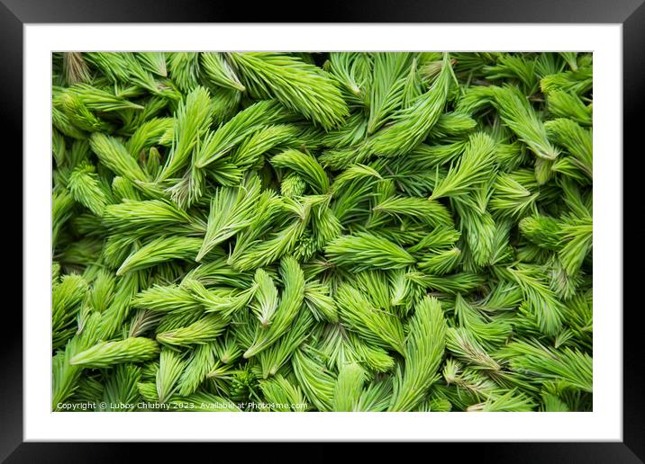 Fresh green spruce shoots. Young shoots of spruce trees in the spring. Nature green background. Framed Mounted Print by Lubos Chlubny