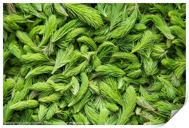 Fresh green spruce shoots. Young shoots of spruce trees in the spring. Nature green background. Print by Lubos Chlubny