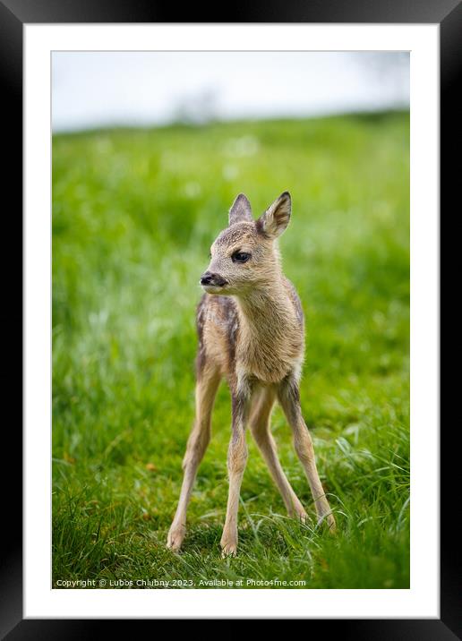 Young wild roe deer in grass, Capreolus capreolus. New born roe deer, wild spring nature. Framed Mounted Print by Lubos Chlubny