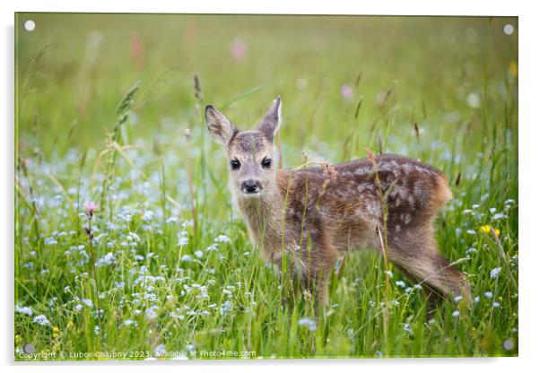 Young wild roe deer in grass, Capreolus capreolus. New born roe deer, wild spring nature. Acrylic by Lubos Chlubny
