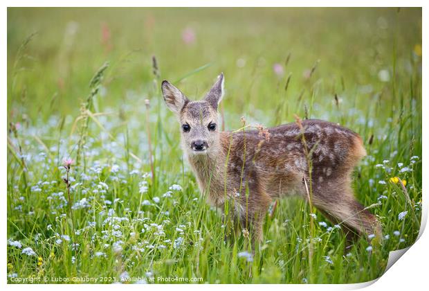 Young wild roe deer in grass, Capreolus capreolus. New born roe deer, wild spring nature. Print by Lubos Chlubny