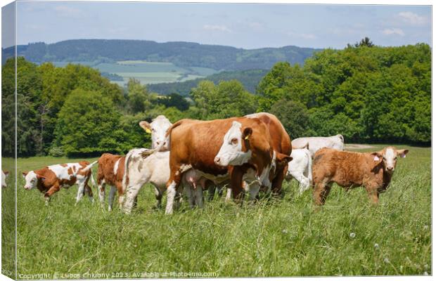 Cows and calves grazing on a spring meadow in sunny day Canvas Print by Lubos Chlubny