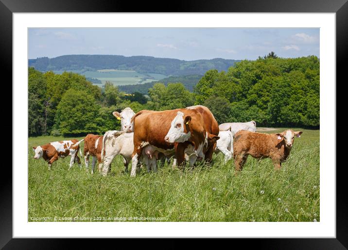 Cows and calves grazing on a spring meadow in sunny day Framed Mounted Print by Lubos Chlubny
