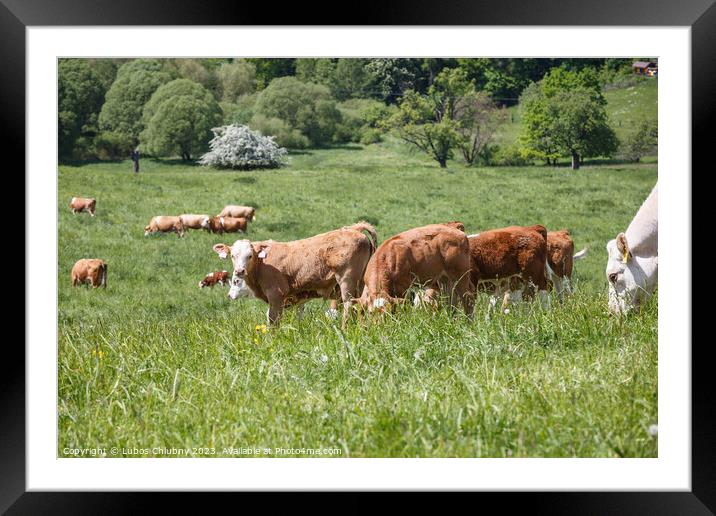 Cows and calves grazing on a spring meadow in sunny day Framed Mounted Print by Lubos Chlubny