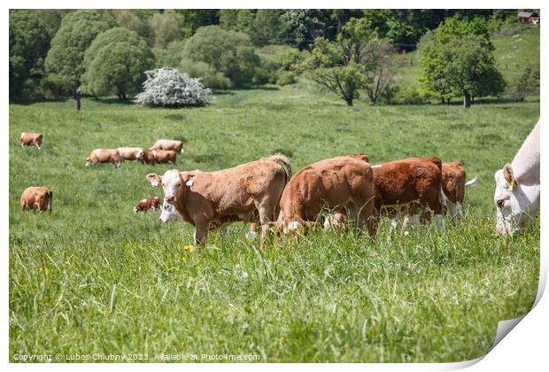 Cows and calves grazing on a spring meadow in sunny day Print by Lubos Chlubny