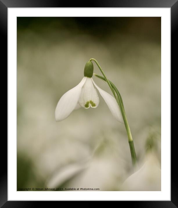   Snowdrop flower Framed Mounted Print by Simon Johnson