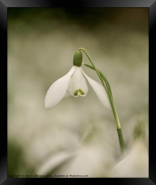  Snowdrop flower Framed Print by Simon Johnson