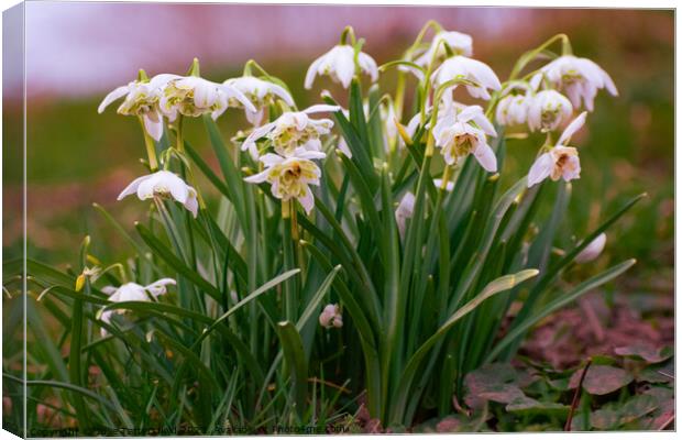 Springs on its way, love snowdrops! Canvas Print by Julie Tattersfield