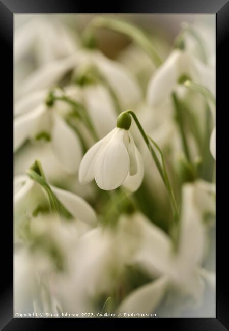 Snowdrop  flowers Framed Print by Simon Johnson